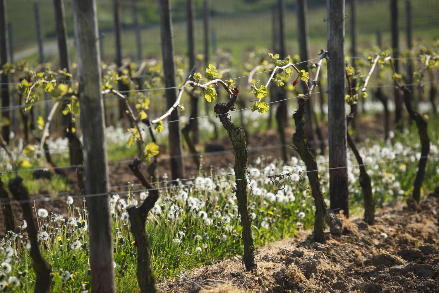 Austrieb - Besuch im Weinberg