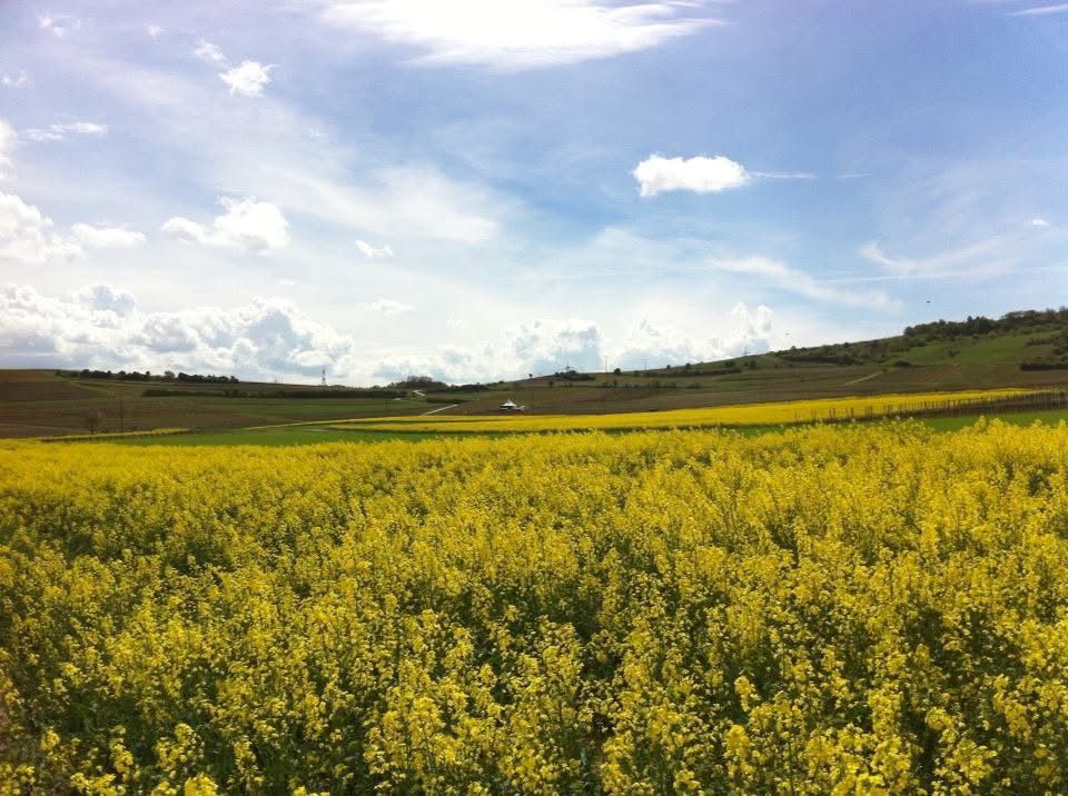 Rapsfeld - Umgebung der Obermühle